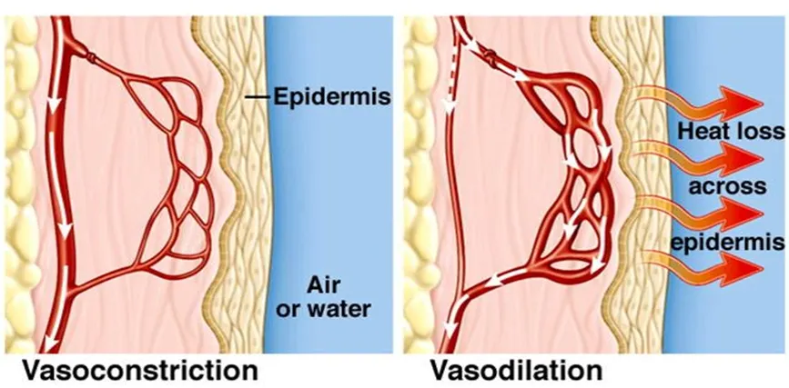 Vasoconstriction