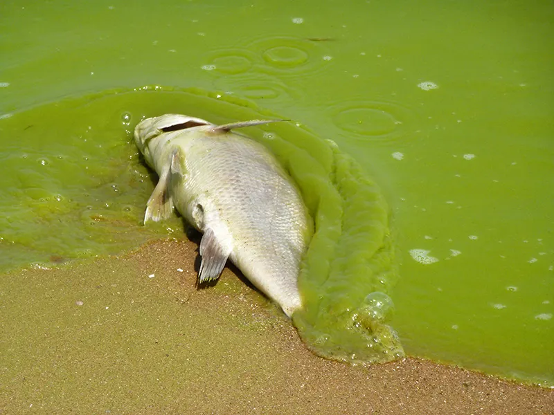 Dead fish