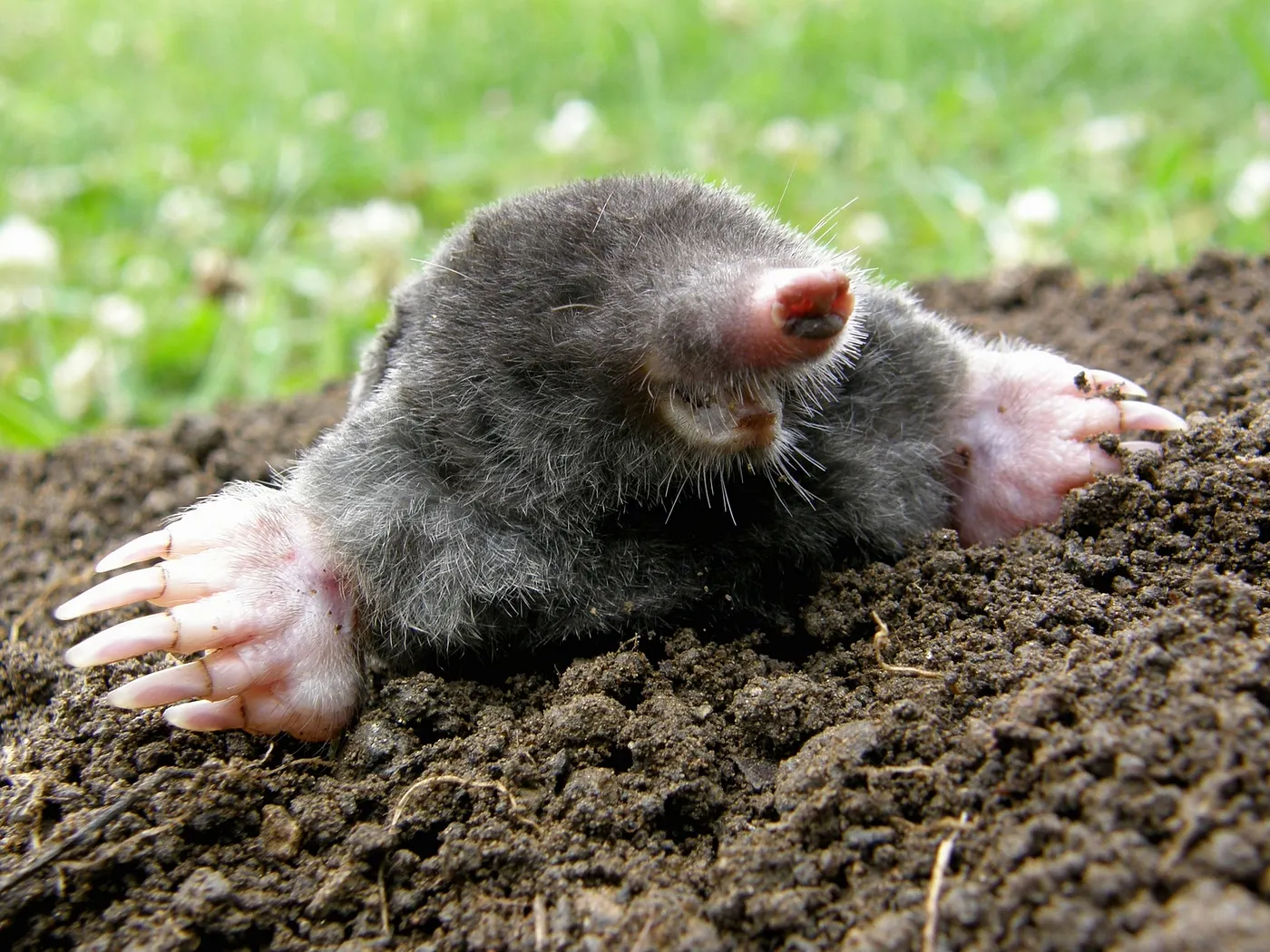 happy animal
