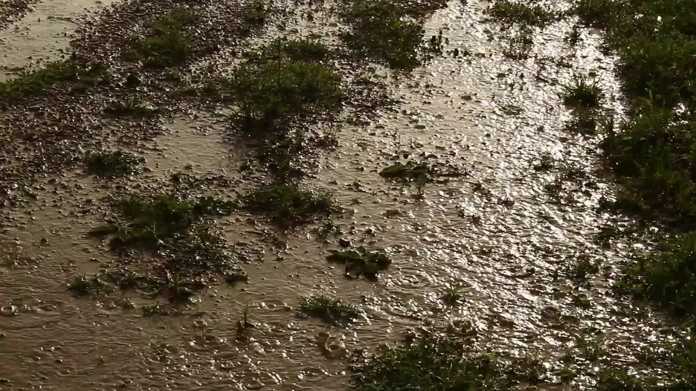 rainy mud grass
