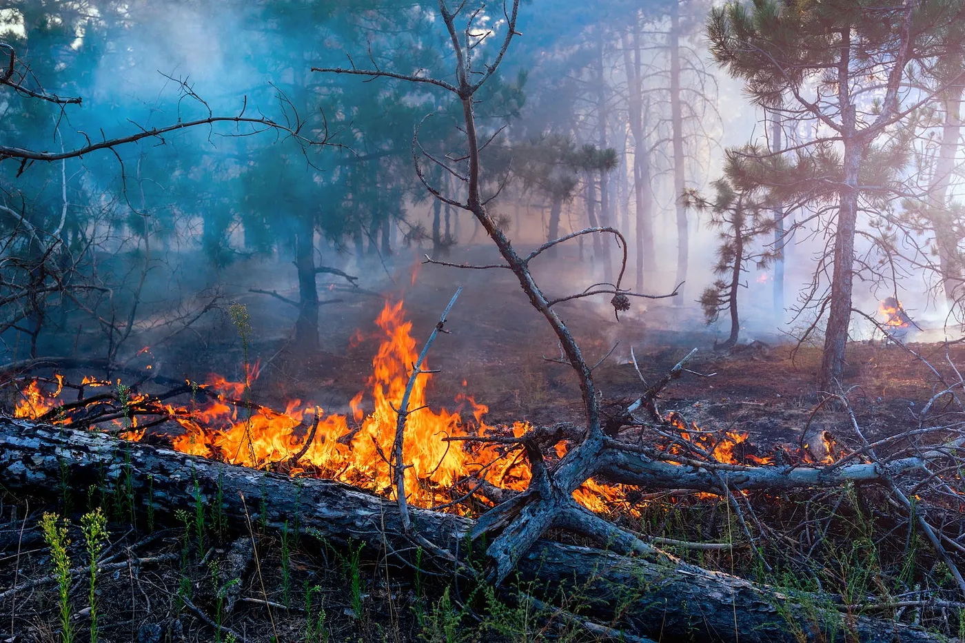 Branch Fire
