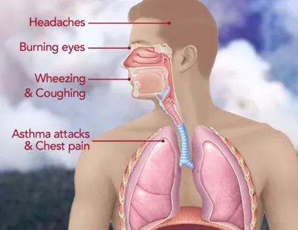 Lungs