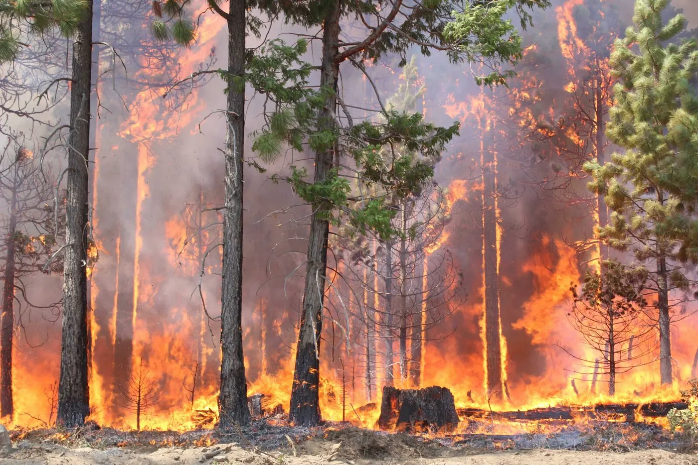 Forest Fire