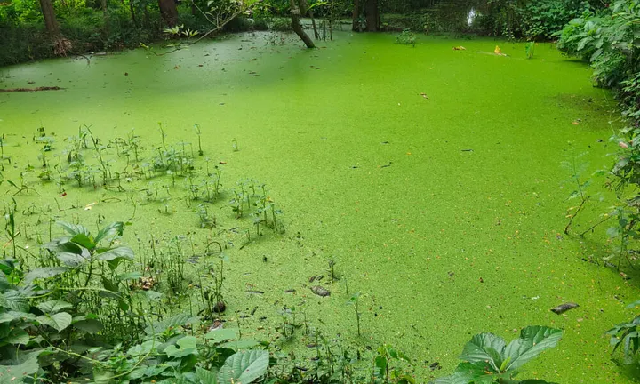 Eutrophication