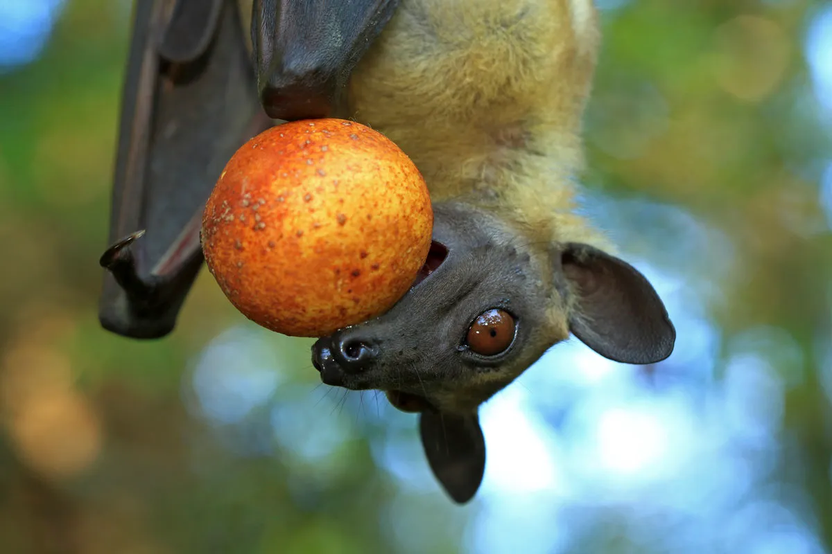 Bat