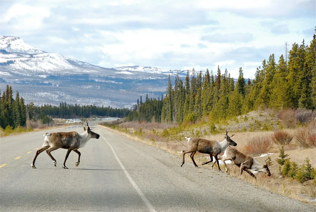 Deer