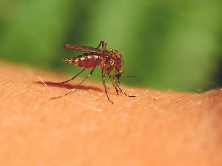 Mosquito Bites