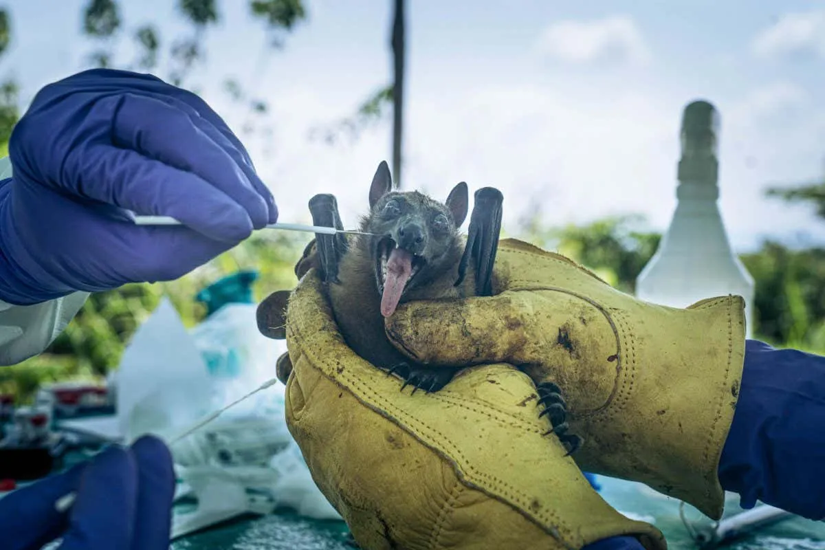 Swab bat